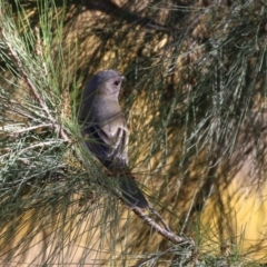 Pachycephala pectoralis at Paddys River, ACT - 1 Jun 2023 01:38 PM