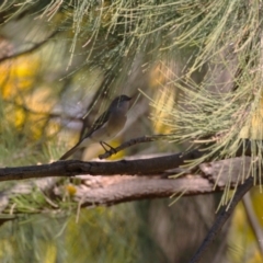 Pachycephala pectoralis at Paddys River, ACT - 1 Jun 2023 01:38 PM