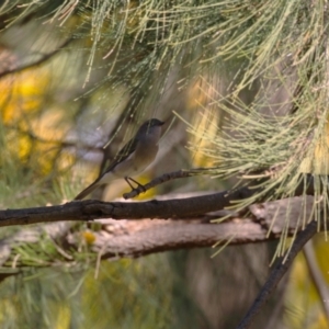 Pachycephala pectoralis at Paddys River, ACT - 1 Jun 2023