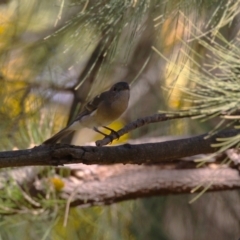 Pachycephala pectoralis at Paddys River, ACT - 1 Jun 2023