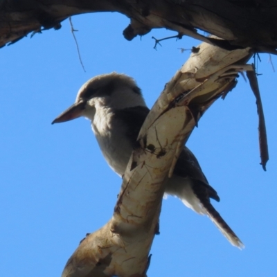 Dacelo novaeguineae (Laughing Kookaburra) at Paddys River, ACT - 1 Jun 2023 by RodDeb