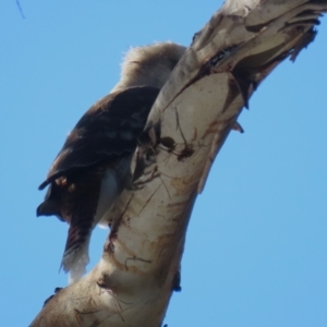 Dacelo novaeguineae at Paddys River, ACT - 1 Jun 2023