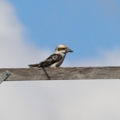 Dacelo novaeguineae at Paddys River, ACT - 1 Jun 2023