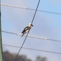 Dacelo novaeguineae at Paddys River, ACT - 1 Jun 2023