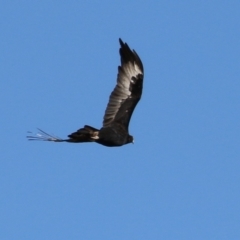Aquila audax (Wedge-tailed Eagle) at Gordon, ACT - 1 Jun 2023 by RodDeb