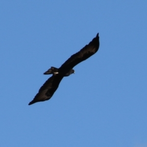 Aquila audax at Gordon, ACT - 1 Jun 2023 12:22 PM