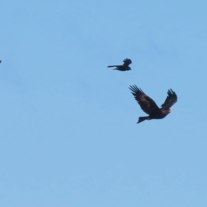 Aquila audax at Gordon, ACT - 1 Jun 2023 12:22 PM