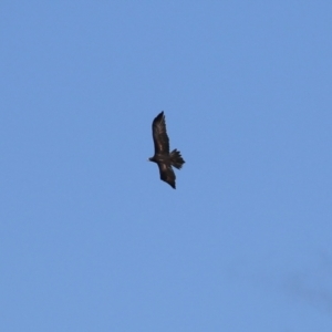 Aquila audax at Gordon, ACT - 1 Jun 2023 12:22 PM