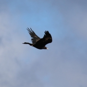 Aquila audax at Gordon, ACT - 1 Jun 2023 12:22 PM