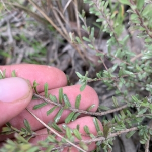 Rhytidosporum procumbens at Yass River, NSW - 31 May 2023