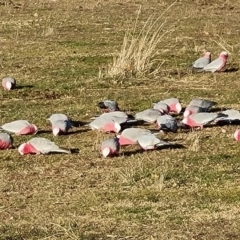 Eolophus roseicapilla (Galah) at Wambrook, NSW - 1 Jun 2023 by Mike