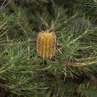Banksia spinulosa (Hairpin Banksia) at Bournda National Park - 31 May 2023 by Steve63