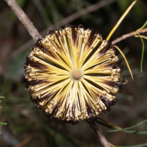 Banksia spinulosa at Bournda, NSW - 31 May 2023