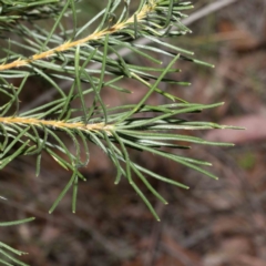 Banksia spinulosa at Bournda, NSW - 31 May 2023