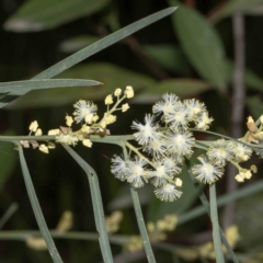 Acacia suaveolens (Sweet Wattle) at Bournda National Park - 31 May 2023 by Steve63