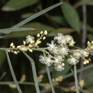 Acacia suaveolens at Bournda, NSW - 31 May 2023