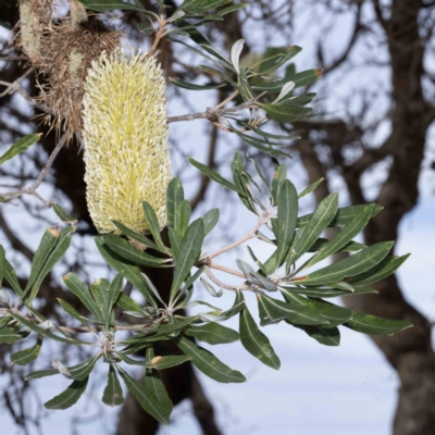 Banksia integrifolia subsp. integrifolia (Coast Banksia) at Bournda, NSW - 31 May 2023 by Steve63