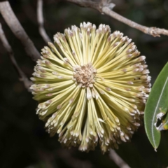 Banksia integrifolia subsp. integrifolia at Bournda, NSW - 31 May 2023