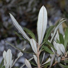 Banksia integrifolia subsp. integrifolia at Bournda, NSW - 31 May 2023