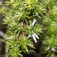 Leucopogon juniperinus (Long Flower Beard-Heath) at Bournda Environment Education Centre - 31 May 2023 by Steve63