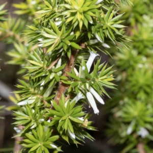 Leucopogon juniperinus at Bournda, NSW - 31 May 2023