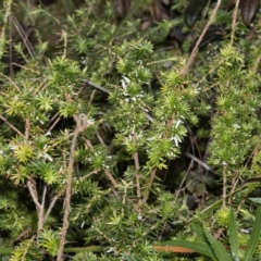 Leucopogon juniperinus at Bournda, NSW - 31 May 2023