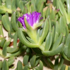 Carpobrotus glaucescens at Bournda, NSW - 1 Jun 2023