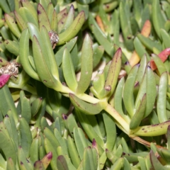 Carpobrotus glaucescens at Bournda, NSW - 1 Jun 2023