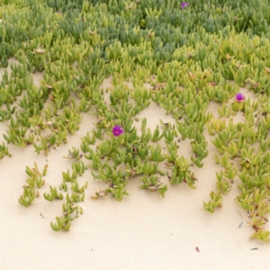 Carpobrotus glaucescens at Bournda, NSW - 1 Jun 2023