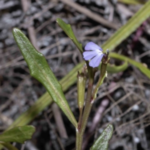 Lobelia anceps (Angled Lobelia) at Bournda, NSW by Steve63