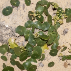 Hydrocotyle bonariensis (Pennywort) at Bournda, NSW - 1 Jun 2023 by Steve63