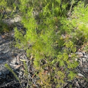 Caustis flexuosa at Tianjara, NSW - suppressed