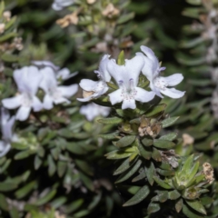 Westringia fruticosa (Native Rosemary) at Bournda, NSW - 1 Jun 2023 by Steve63