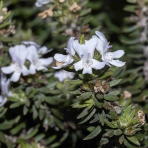 Westringia fruticosa at Bournda, NSW - 1 Jun 2023