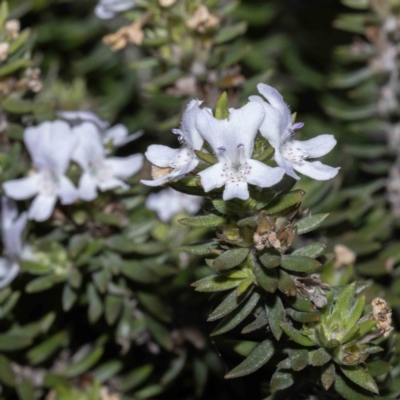 Westringia fruticosa (Native Rosemary) at Bournda National Park - 1 Jun 2023 by Steve63