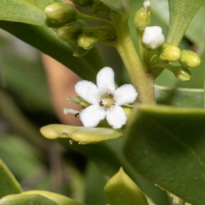 Myoporum boninense subsp. australe (Boobialla) at Bournda, NSW by Steve63