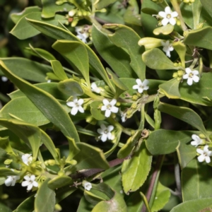 Myoporum boninense subsp. australe at Bournda, NSW - 1 Jun 2023