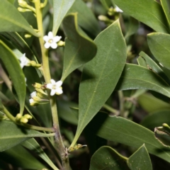 Myoporum boninense subsp. australe at Bournda, NSW - 1 Jun 2023