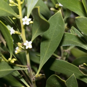 Myoporum boninense subsp. australe at Bournda, NSW - 1 Jun 2023