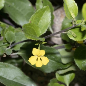 Goodenia ovata at Bournda, NSW - 1 Jun 2023