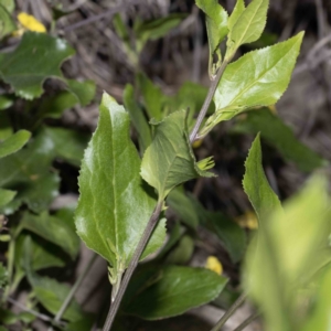 Goodenia ovata at Bournda, NSW - 1 Jun 2023