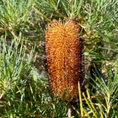 Banksia spinulosa (Hairpin Banksia) at Morton National Park - 1 Jun 2023 by KMcCue