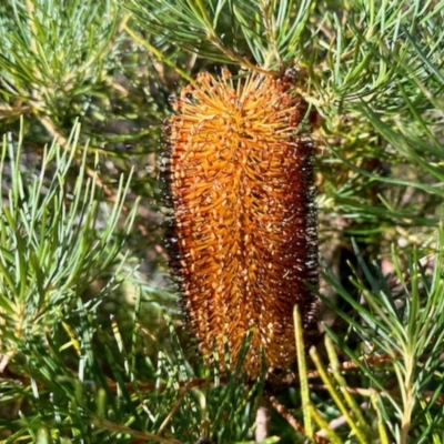 Banksia spinulosa (Hairpin Banksia) at Morton National Park - 1 Jun 2023 by KMcCue