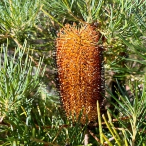 Banksia spinulosa at Tianjara, NSW - 1 Jun 2023