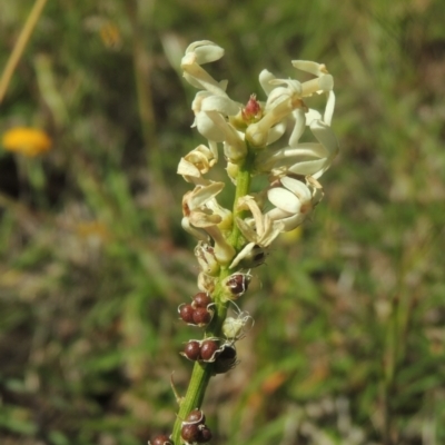 Stackhousia monogyna (Creamy Candles) at Macgregor, ACT - 25 Nov 2022 by michaelb