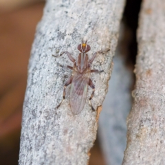 Tapeigaster sp. (genus) (Fungus fly, Heteromyzid fly) at Paddys River, ACT - 4 Apr 2023 by CanberraDSN