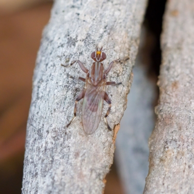 Tapeigaster sp. (genus) (Fungus fly, Heteromyzid fly) at Paddys River, ACT - 4 Apr 2023 by CanberraDSN