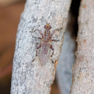 Tapeigaster sp. (genus) (Fungus fly, Heteromyzid fly) at Paddys River, ACT - 3 Apr 2023 by CanberraDSN