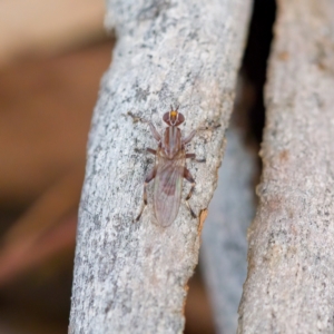 Tapeigaster sp. (genus) at Paddys River, ACT - 4 Apr 2023 03:39 AM