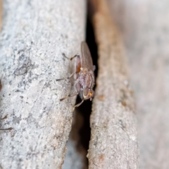 Tapeigaster sp. (genus) at Paddys River, ACT - 4 Apr 2023 03:39 AM